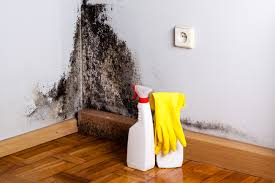 Mold Removal & Remediation